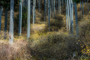 Obraz premium Górska droga, która jeszcze wiosną jest chłodna, żółta Mitsumata w rozkwicie