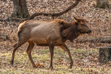 Elk in the park
