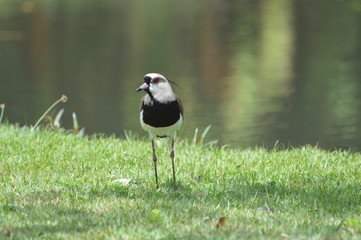 bird on grass