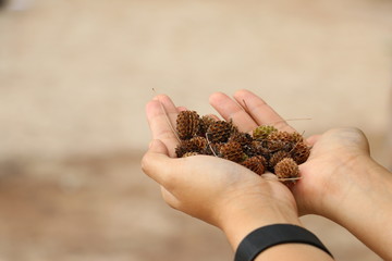 Mini Pine cones, Christmas tree, Thailand