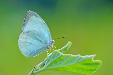 butterfly,butterflies