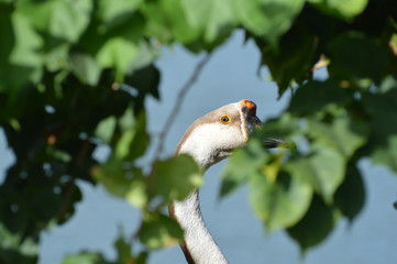 bird on branch