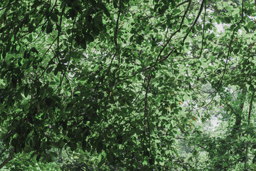 close up of green moss in nature background.