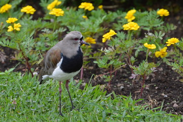 bird on grass