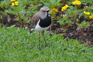 bird on grass