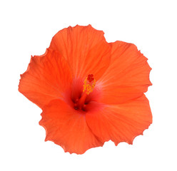  hibiscus flower