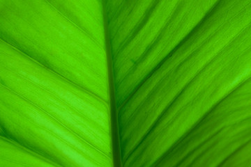 close up of green leaf texture