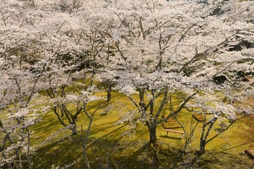 公園に咲く桜の花です
