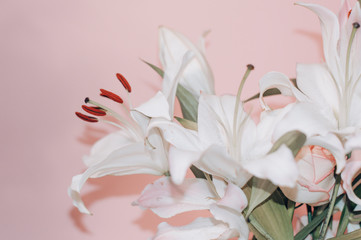 White lilies close-up on a pink background.