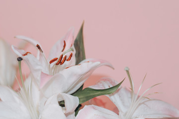 White lilies close-up on a pink background.