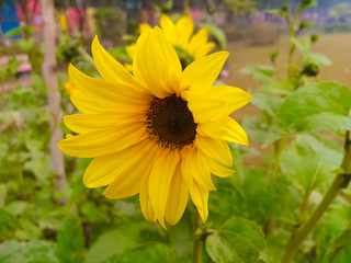 beautiful yellow sunflower in the garden.