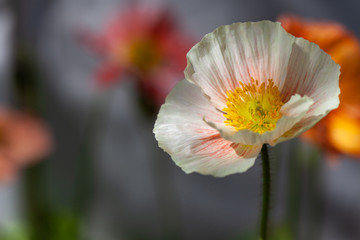 Fototapeta premium Cream poppy against a muted background.