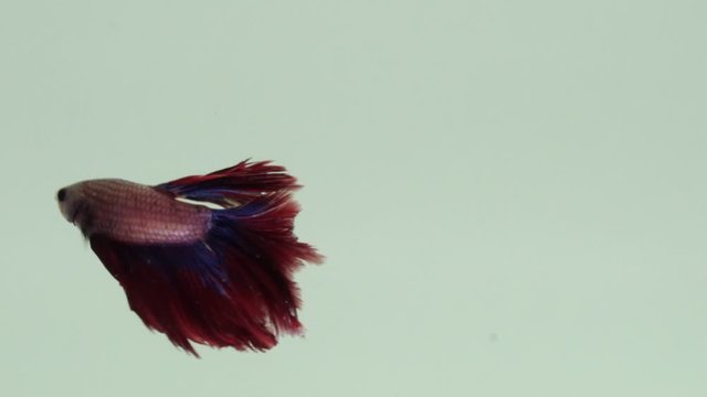 The colourful Siamese fighting fish Betta splendens, also known as Thai Fighting Fish or betta, is a species in the gourami family which is popular as an aquarium fish