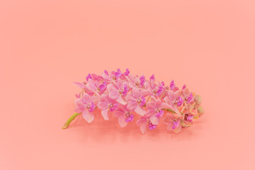 Pink Rhynchostylis orchid isolated on pink background, copy Space.