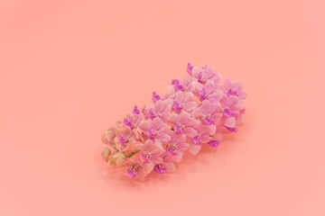 Pink Rhynchostylis orchid isolated on pink background, copy Space.