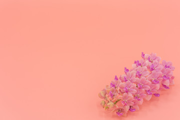 Pink Rhynchostylis orchid isolated on pink background, copy Space.