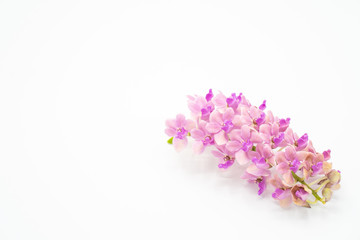 Obraz na płótnie Canvas Pink Rhynchostylis orchid isolated on white background, copy Space.