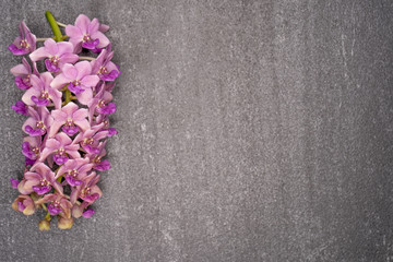 Pink Rhynchostylis orchid isolated on textured tile background, copy Space.