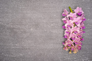 Fototapeta na wymiar Pink Rhynchostylis orchid isolated on textured tile background, copy Space.