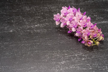 Pink Rhynchostylis orchid isolated on textured tile background, copy Space.