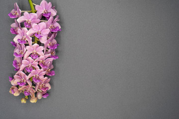 Pink Rhynchostylis orchid isolated on grey background, copy Space.