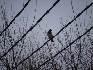 Crow sitting on electric wire. Grunge landscape. Raven