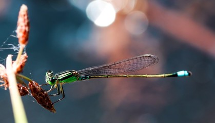 Beautiful insect landing on a grass on a blurred nature background. Small dragonfly.