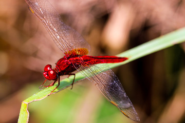 Beautiful insect landing on a grass on a blurred nature background. Small dragonfly.