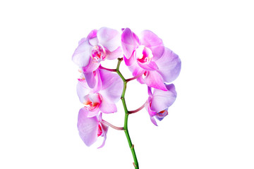 Fototapeta na wymiar Orchid flowers, isolated on white background.