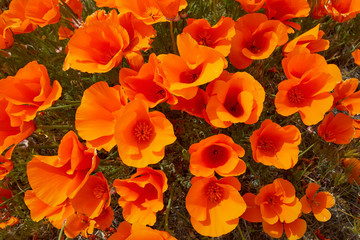 Orange poppies in full bloom filling the frame of the photo with popping color