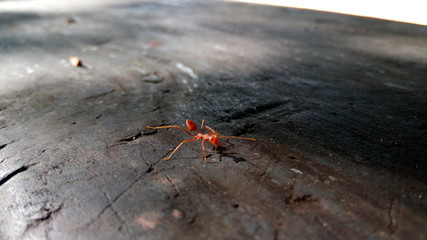 ant