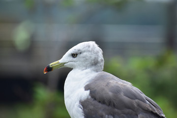 カモメの横顔