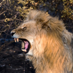 Young Male Lion Roaring at Dawn in South Africa