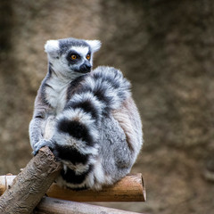 Portrait of a Ring-Tailed Lemur with its Tail Wrapped around Itself