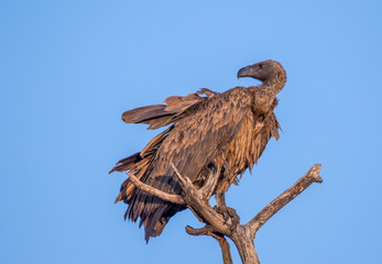 A white-backed vulture isolated against the blue sky perched high in a dry tree in the Kruger...