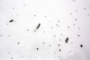 abstract background of snow and drops