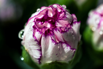 Fototapeta na wymiar Macro close-up of the bud of Dianthus caryophyllus, also known as carnation or clove pink with dew drops