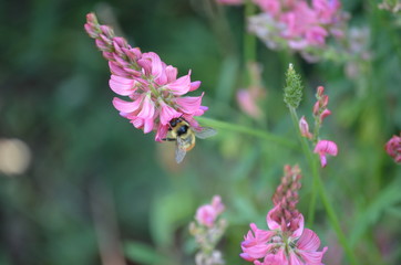 bee on flower