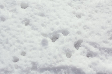 the snow is melting. spring drops in the snow