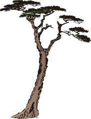 浮世絵　松　その10