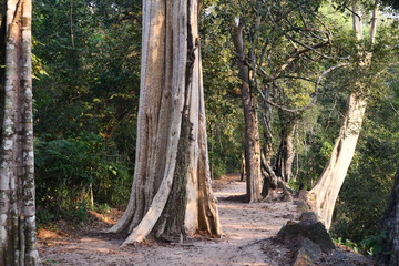 Large trees with green shrub and sidewalk in the forest on the ancient city wall at Angkor Wat, Siem Reap, Cambodia