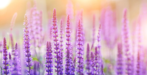 Beautiful summer violet flowers background. Bumbleberry Salvia, Woodland Sage, Salvia Nemorosa in sunlight. flowering garden season.
