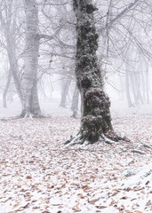 Trunks of perennial trees in a winter foggy forest