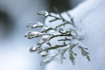 branch of a tree in winter