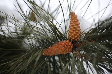 pine cone on a branch
