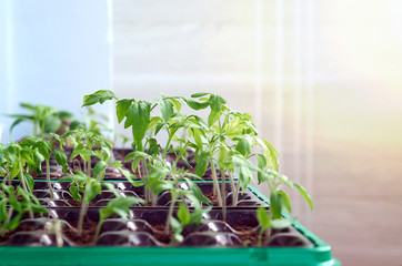 Seedlings young plant in the morning light.