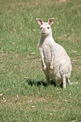 this is a joey albino western kangaroo