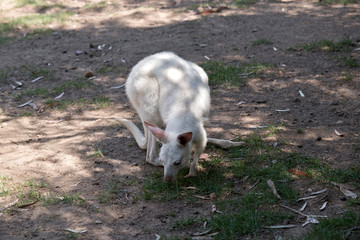 this is a joey albino western kangaroo