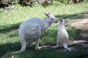 the albino western grey kangaroo and her joey are looking out for danger