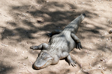 the alligator is warming himself in the sun